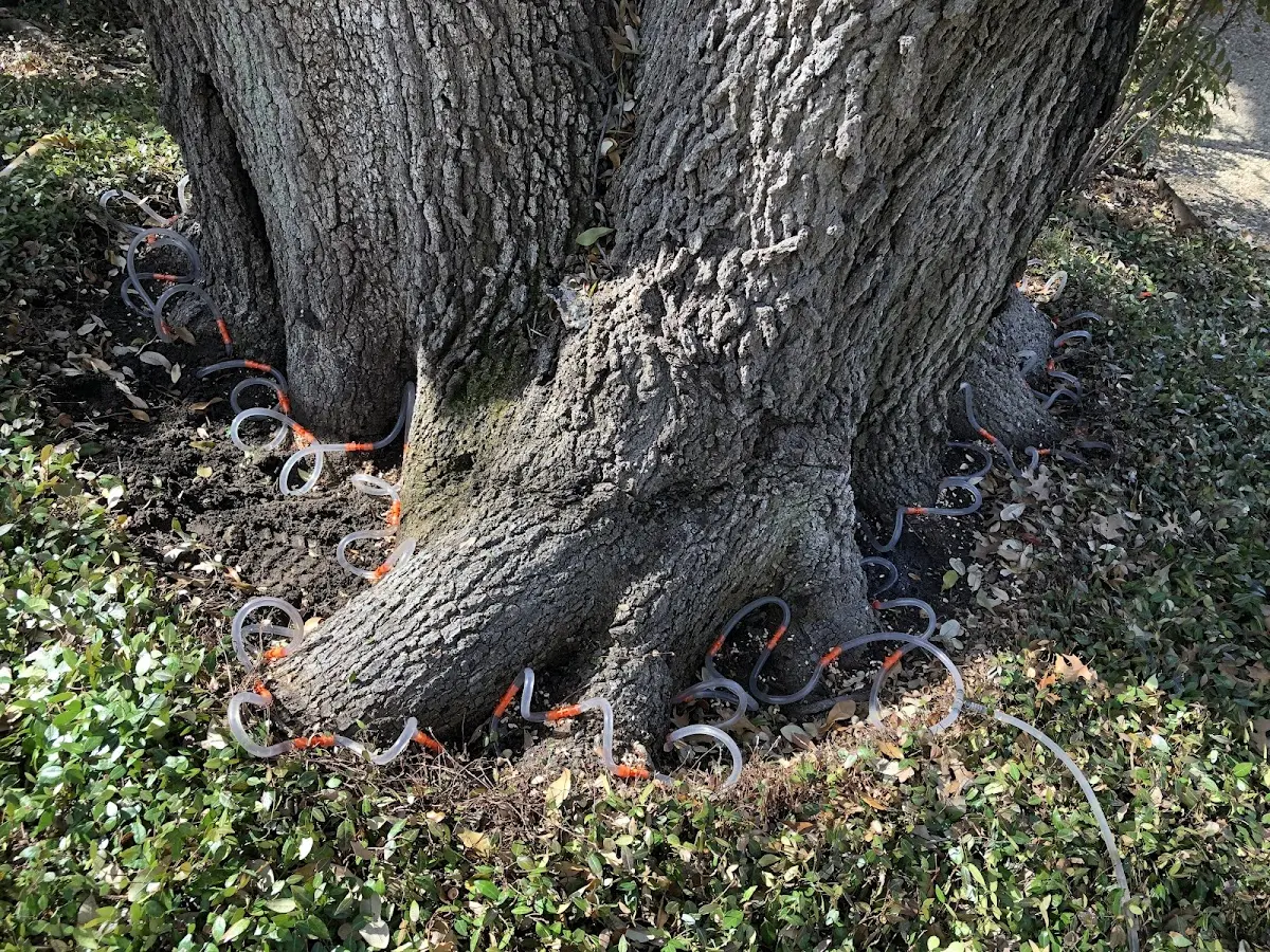 Detailed Tree Cabling and Bracing job site in South Salem