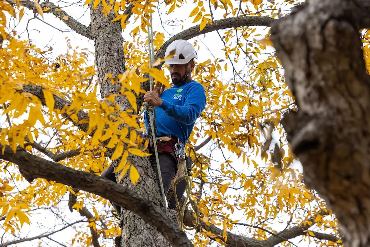 Skilled Tree Pruning crew working in South Salem